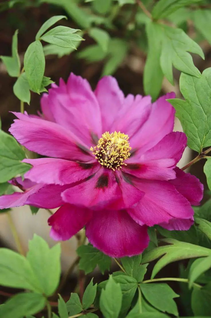 Tree Peony ‘Showano Hokori’