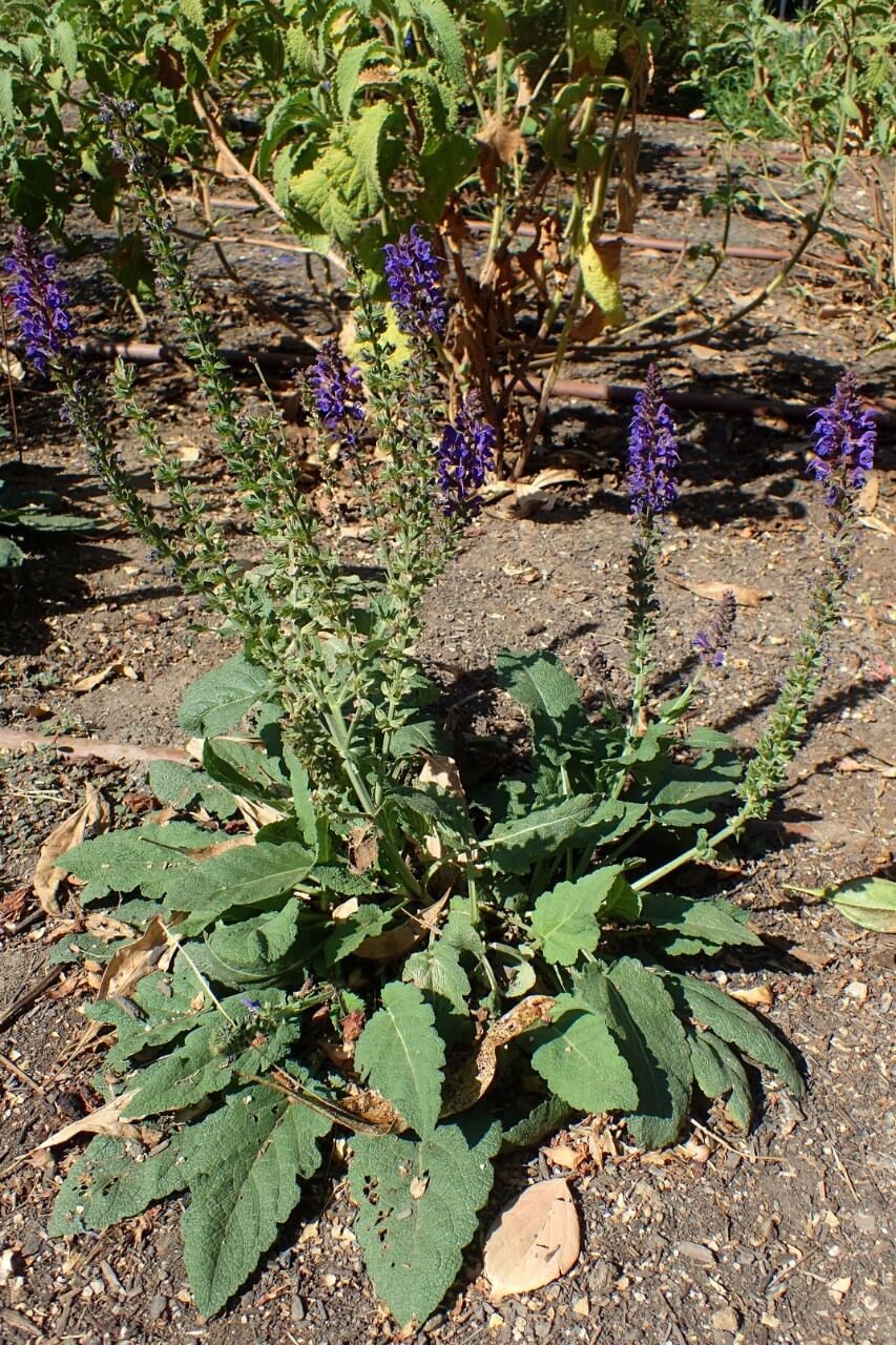 Selecting a Wood Sage Cultivar to Buy to Attract Beneficial Insects