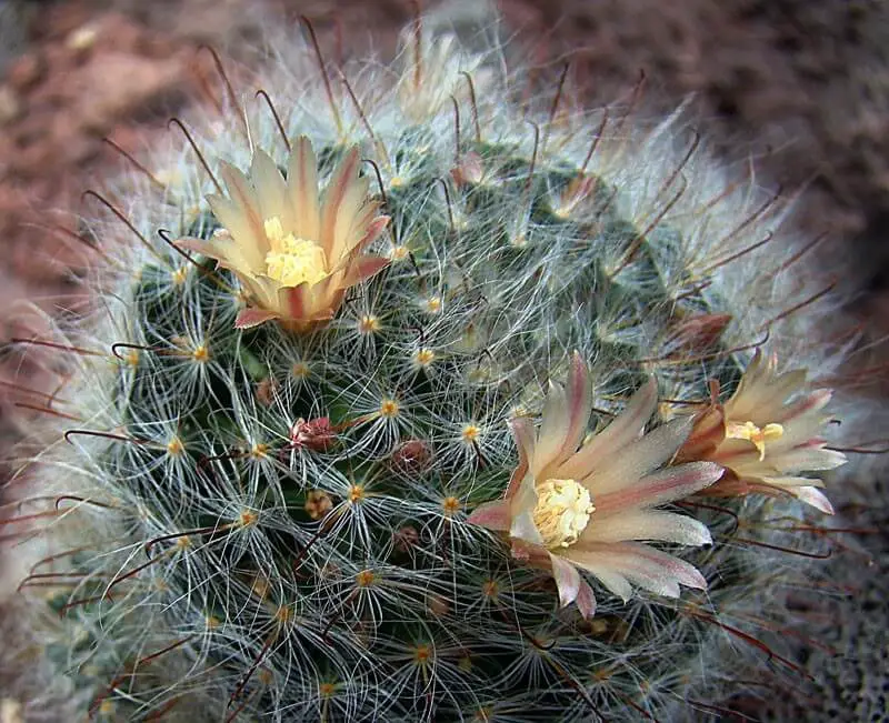 Powder Puff Cactus (Mammillaria bocasana)