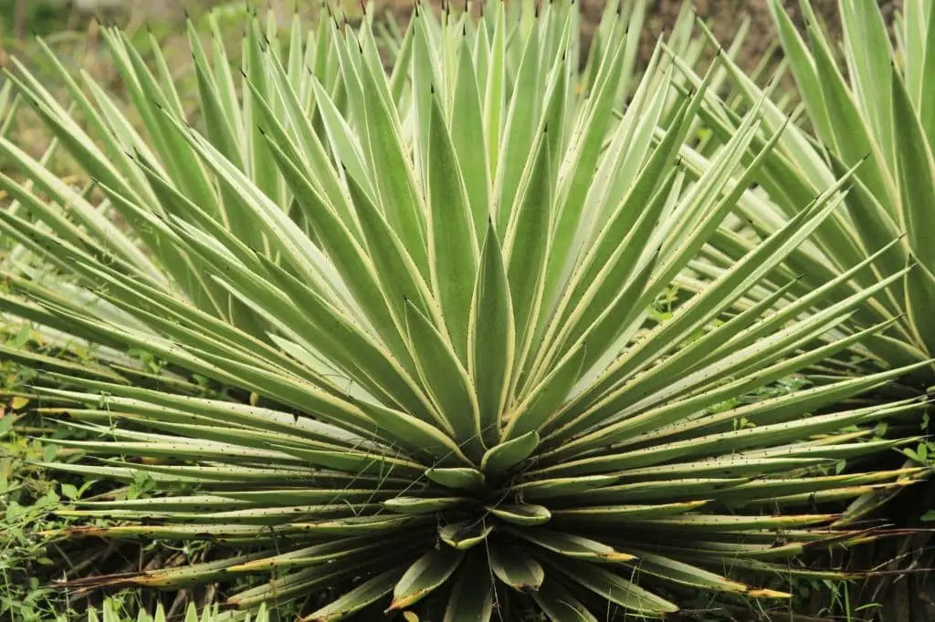 Sisal (Agave sisalana)