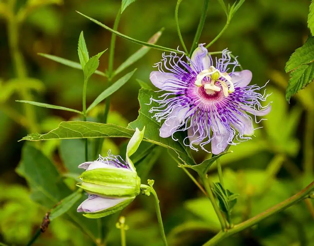 Passion Vine (Passiflora).