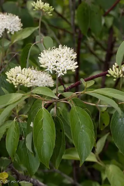 Silky dogwood (Cornus amomum)