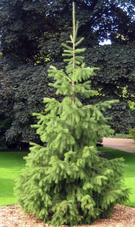 Morinda spruce (Picea smithiana)