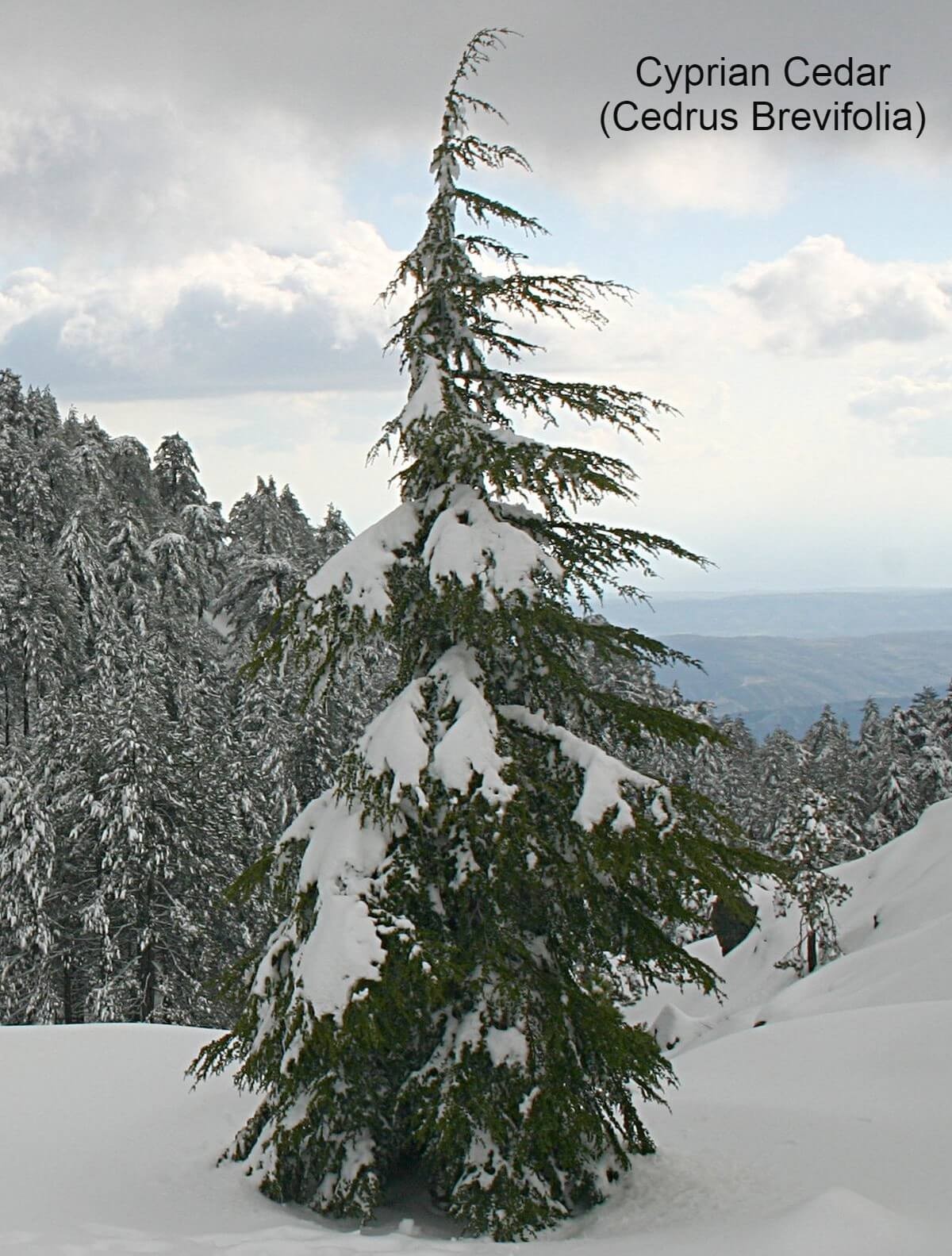 Cyprian Cedar (Cedrus Brevifolia)