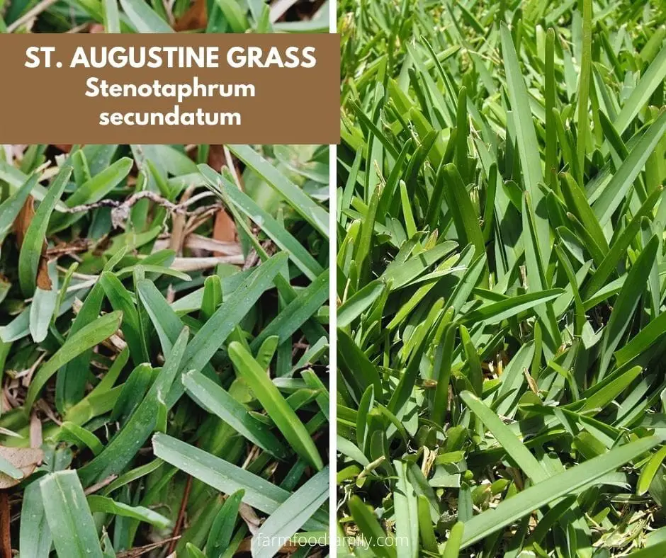 #3. St. Augustine grass (Stenotaphrum secundatum)