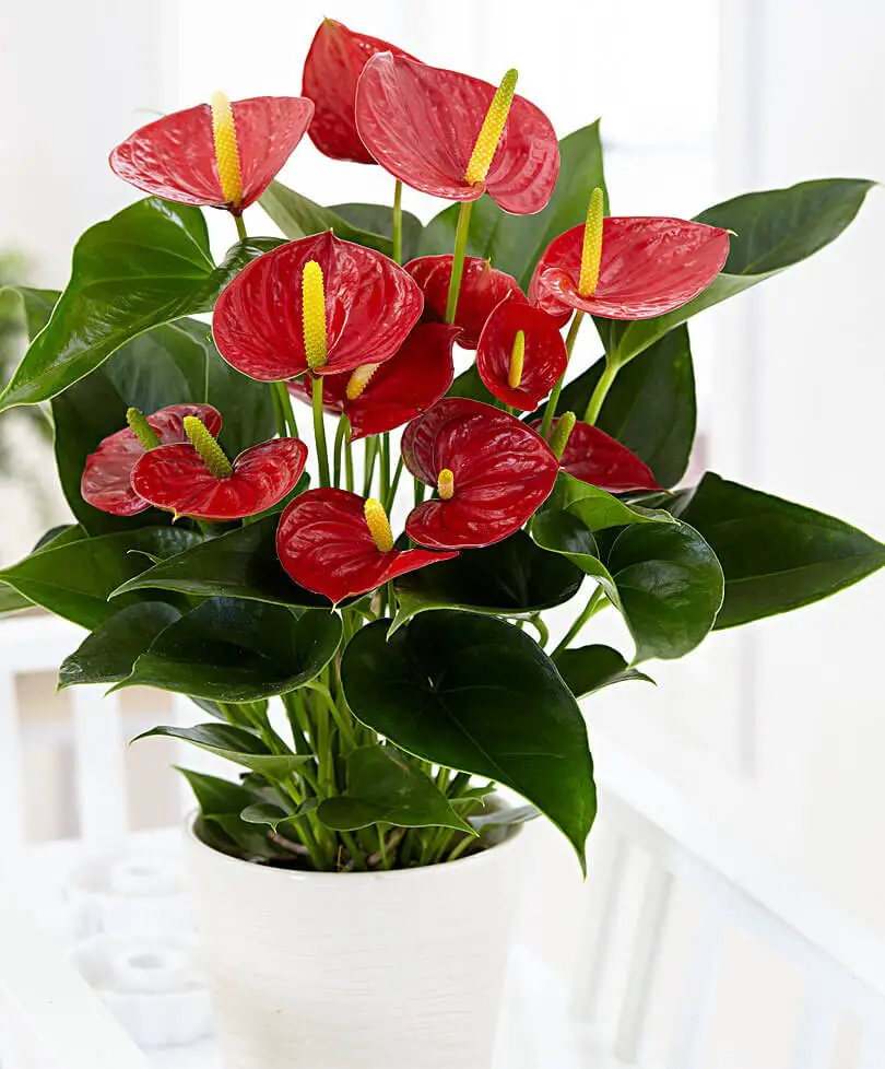 #1 Flamingo Flower (Anthurium)