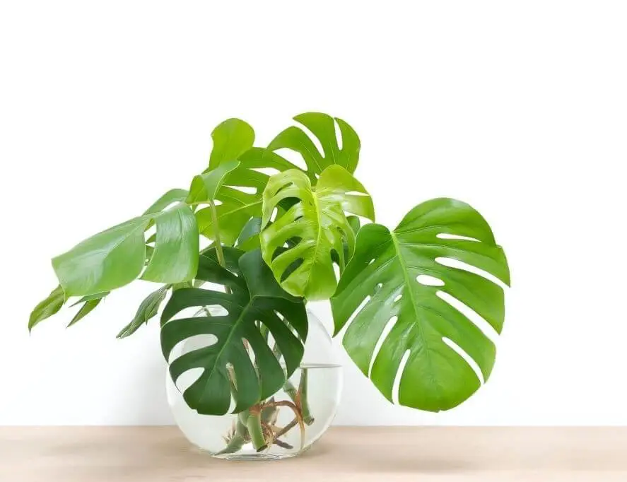 Philodendron