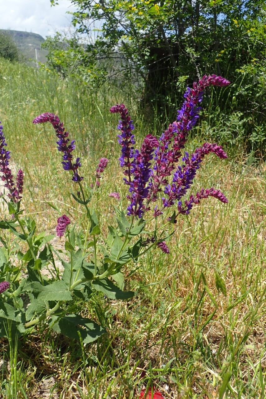 Selecting a Wood Sage Cultivar to Buy to Attract Beneficial Insects