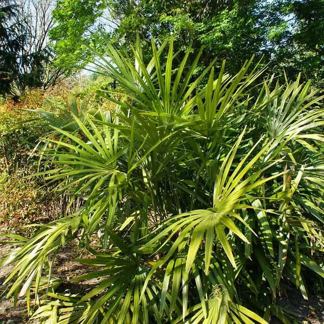 Needle Palm (Rhapidophyllum hystrix).