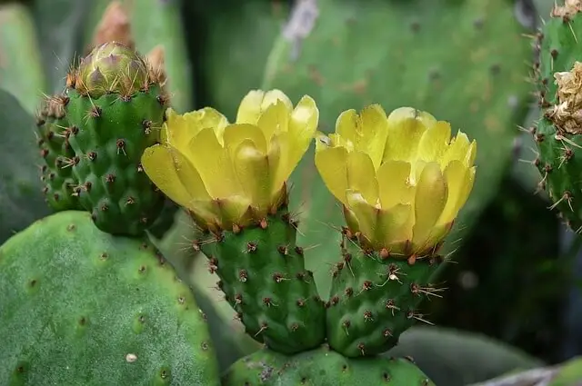 Prickly Pear Cactus (Opuntia)