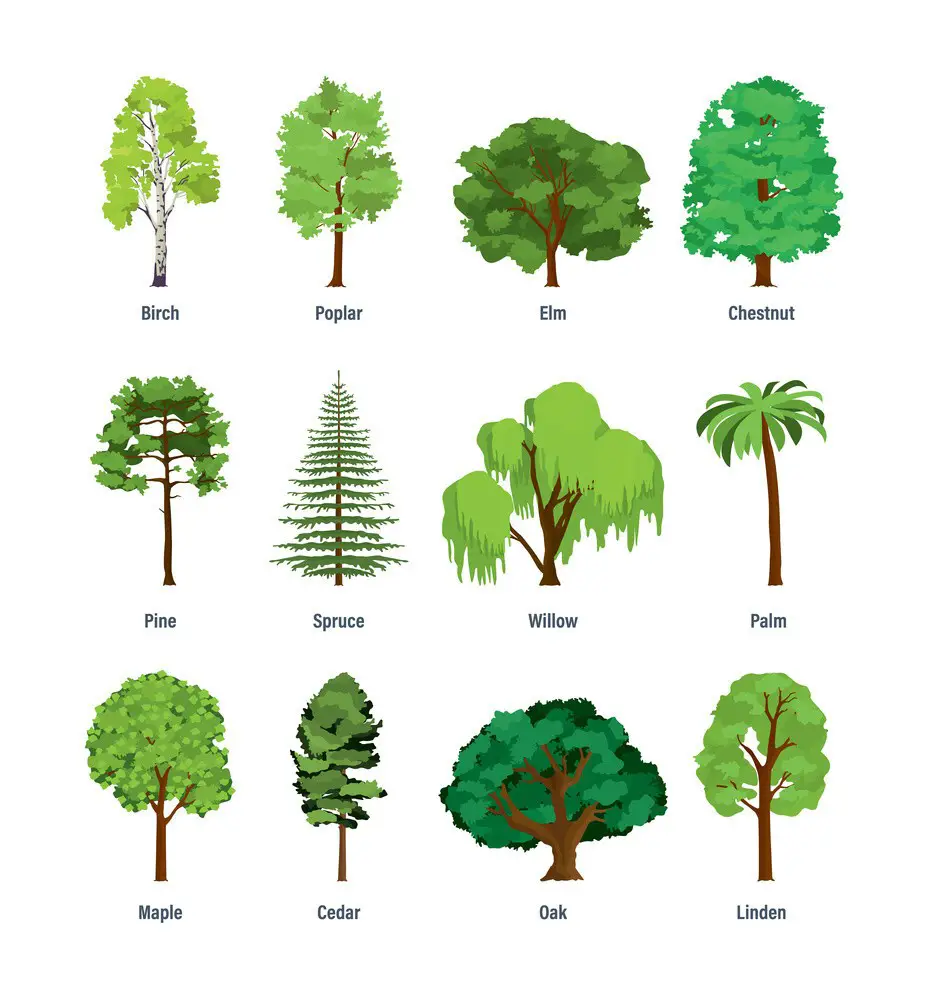 Popular Types of trees