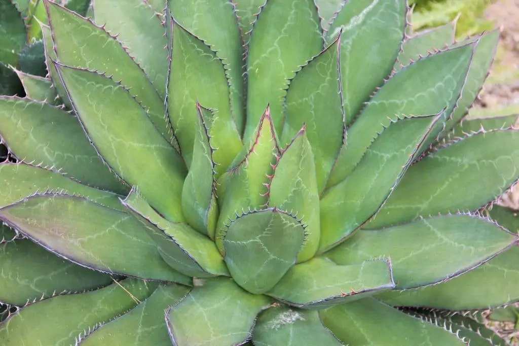 Agave