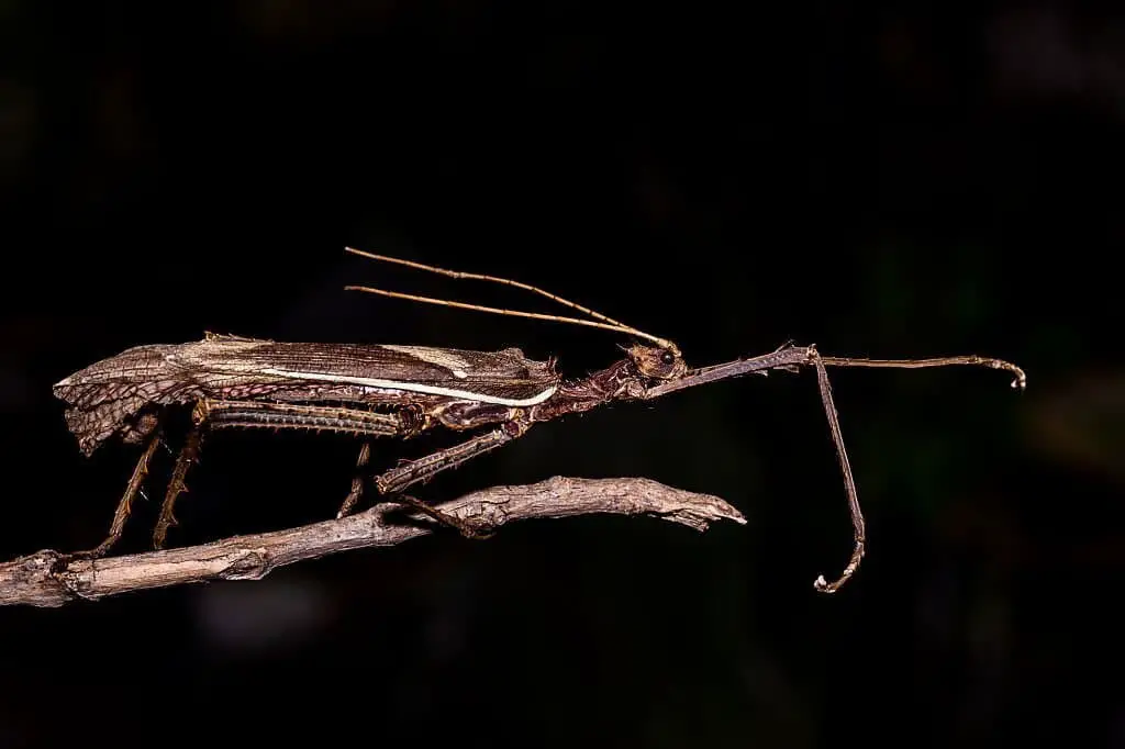 Moss Mimic Stick Insect (Trychopeplus laciniatus)