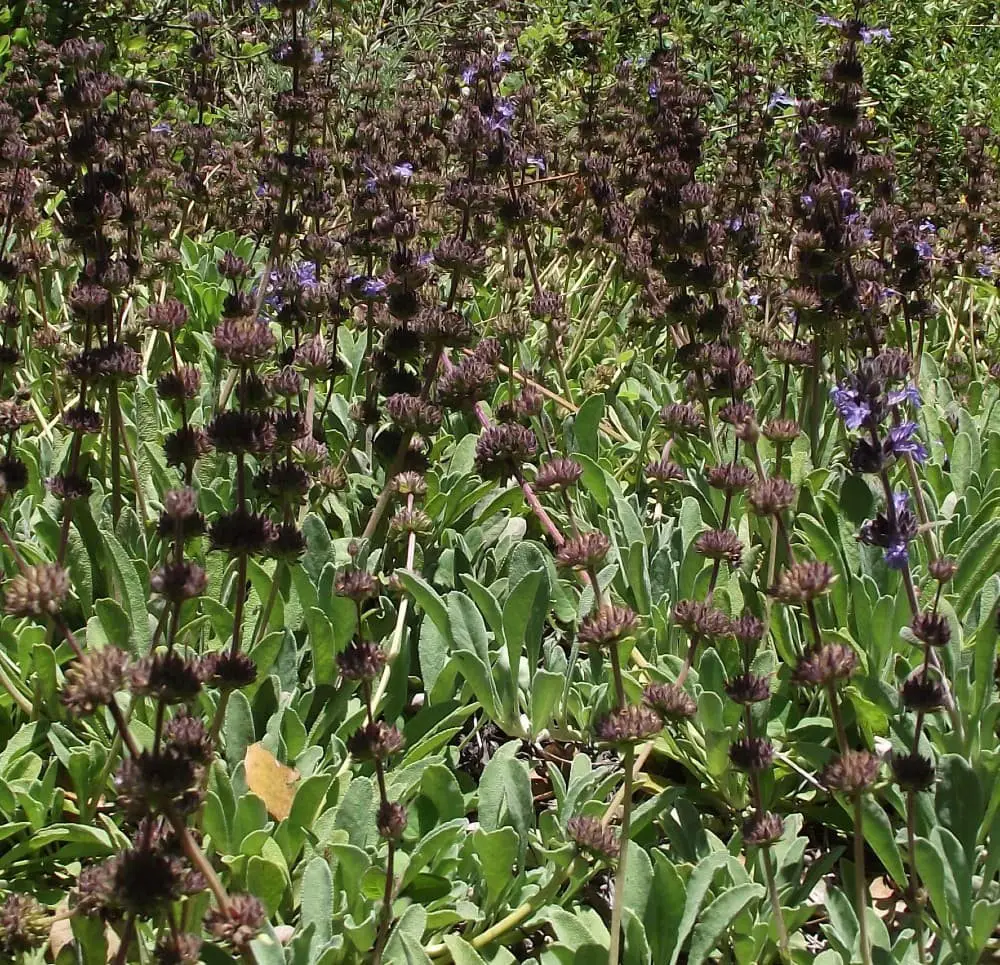 Sonoma Sage (Salvia sonomensis)