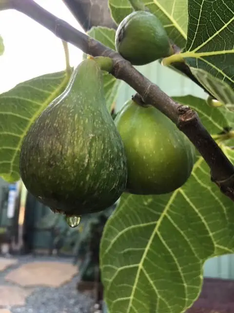 Corky’s Honey Delight Fig Tree