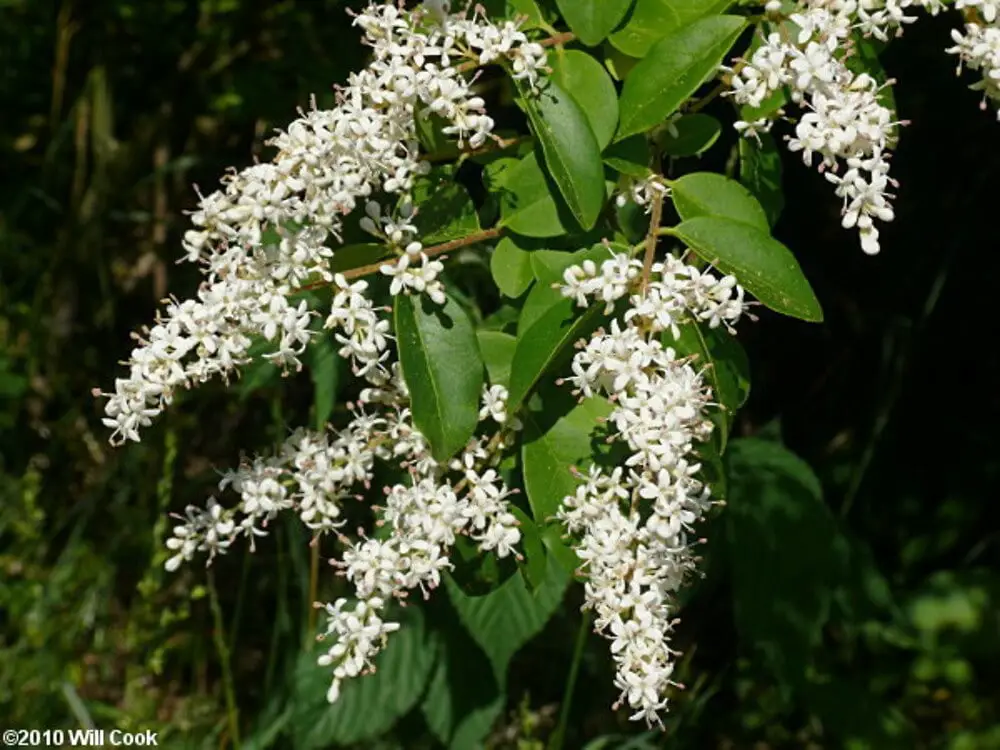 #4. Privet Ligustrum sinense & Ligustrum lucidum