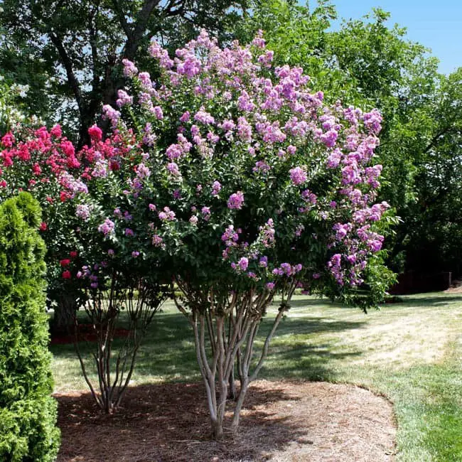 Catawba Crape Myrtle Tree (Lagerstroemia indica ‘Catawba’).