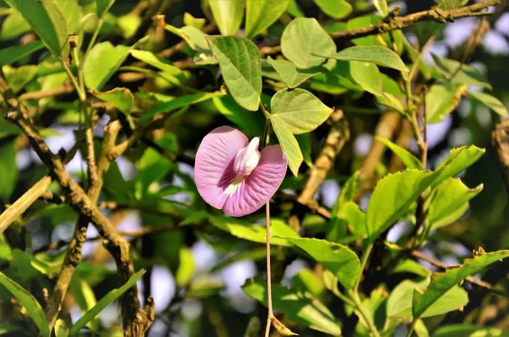 Butterfly Pea (Centrosema molle).