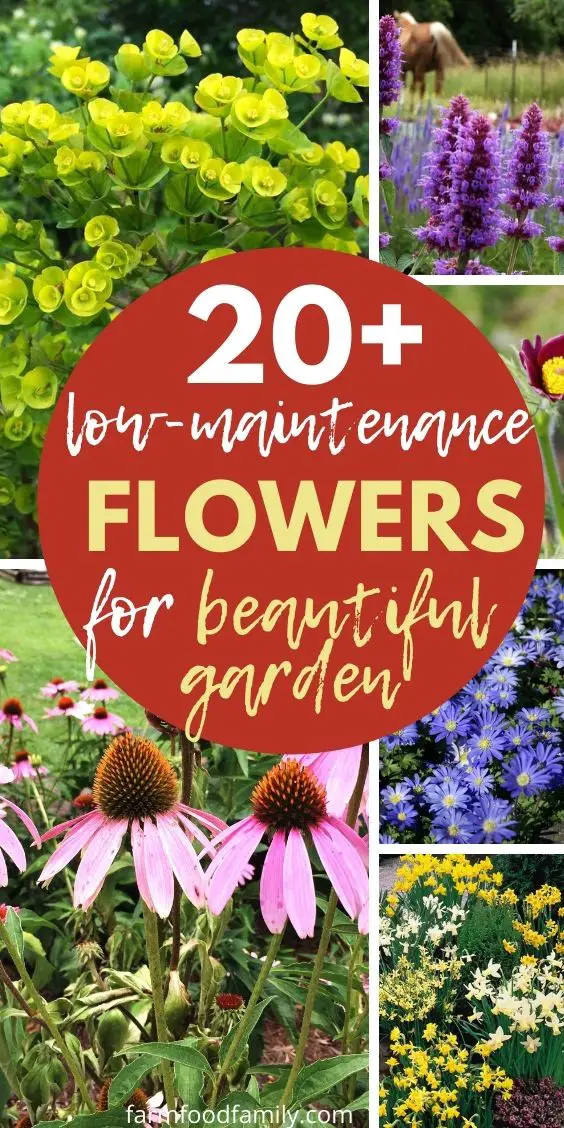 20+ Beautiful Low-Maintenance Flowers For Your Garden