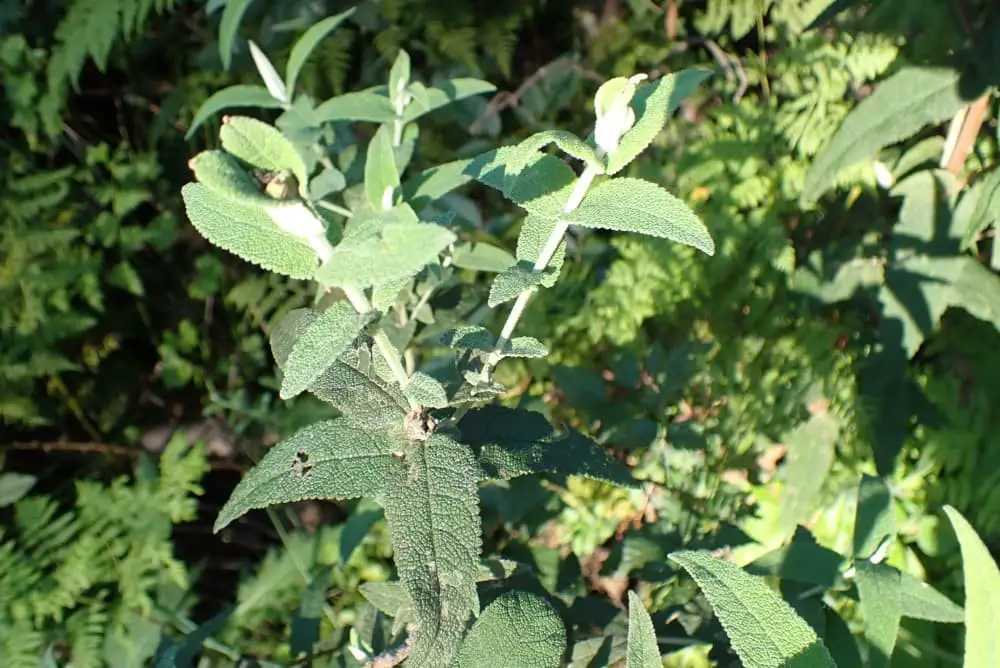 South African Sage