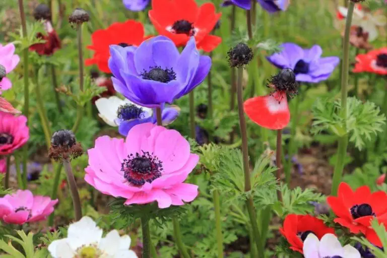 24+ Different Types Of Windflowers To Admire This Spring