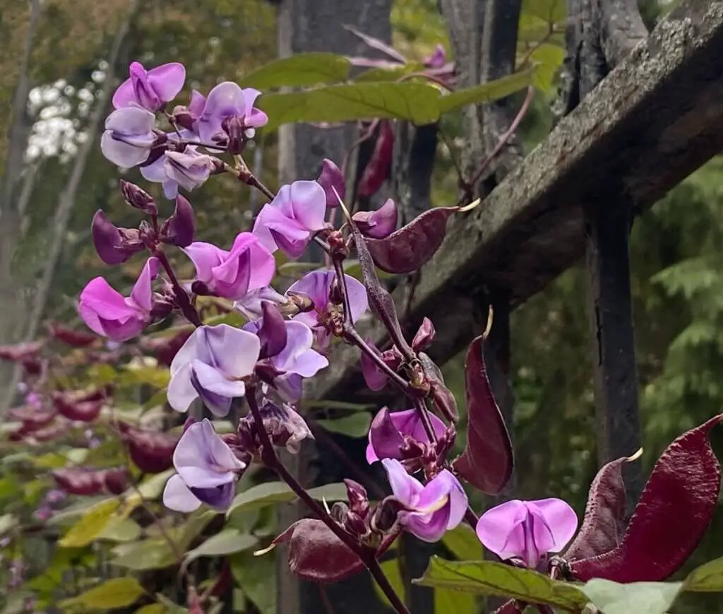 Hyacinth Bean Vine (Lablab purpureus).