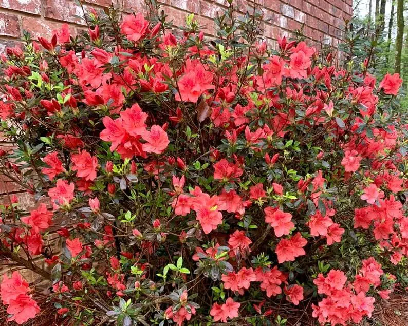 Fashion Azalea (Rhododendron ‘Girard’s Fashion’)