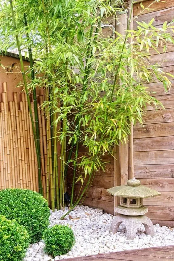 Allow bamboo to grow to its full height.