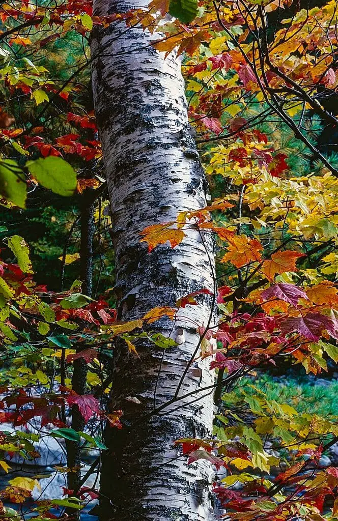 Paper Bark Birch (Betula papyrifera)