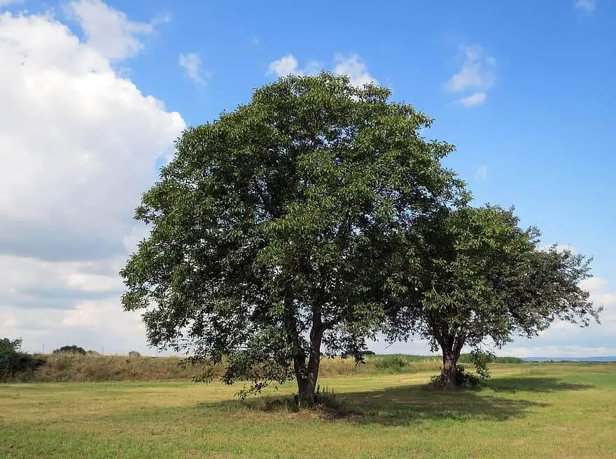 Walnut trees