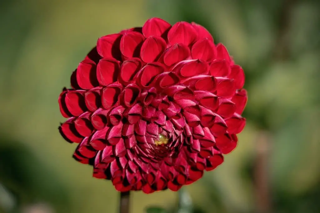 Dahlia ‘Jomanda’.