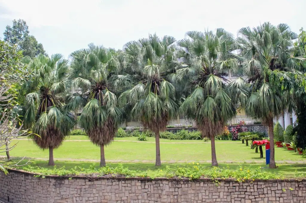 California Fan Palm (Washingtonia filifera).