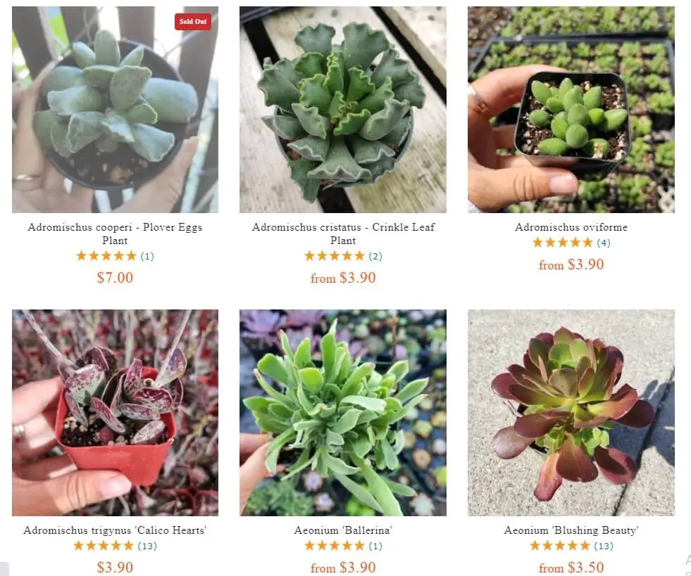 Succulents Depot