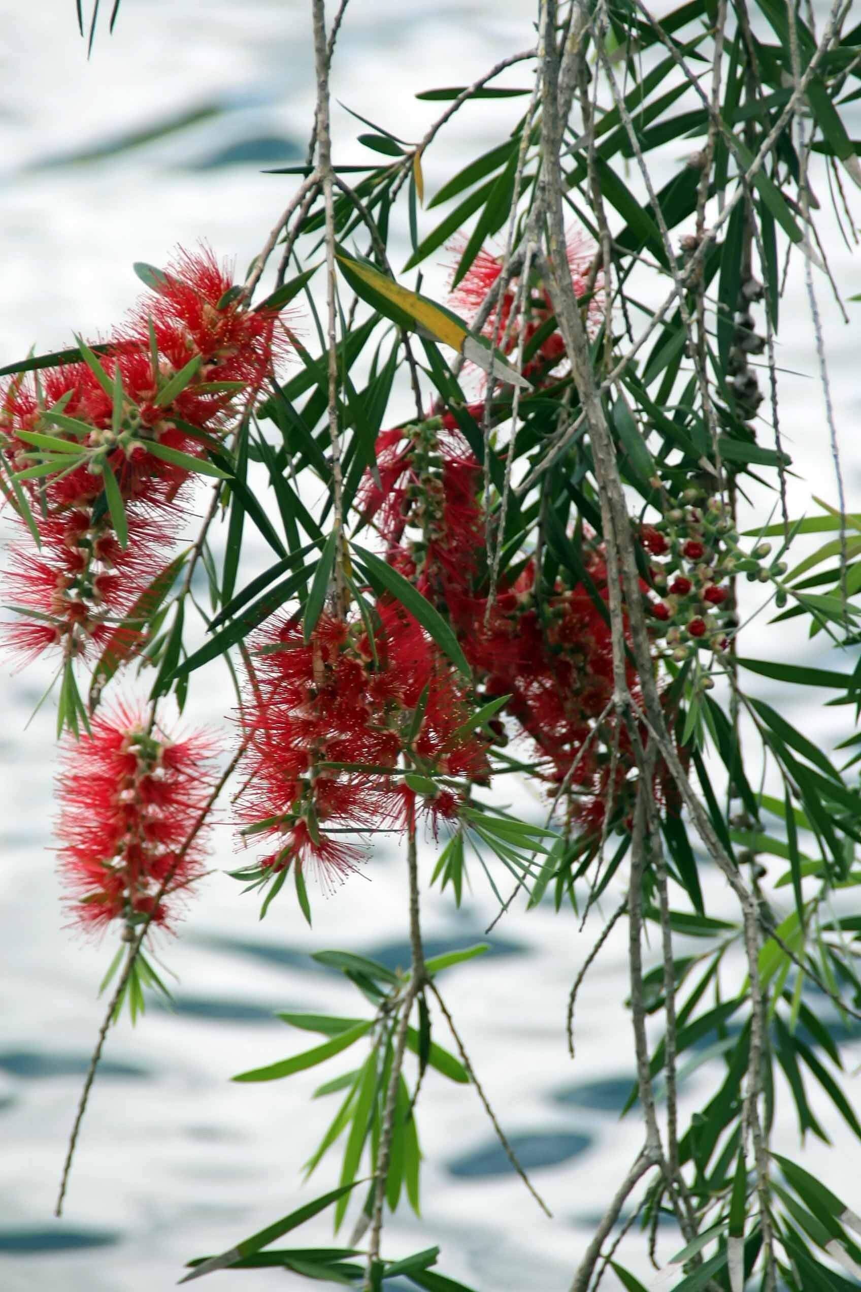 Weeping bottlebrush, creek bottlebrus (Melaleuca viminalis, Callistemon viminalis)