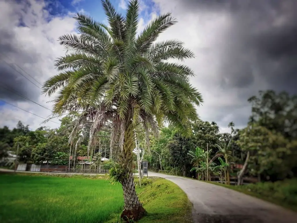 Silver Date Palm (Phoenix sylvestris).