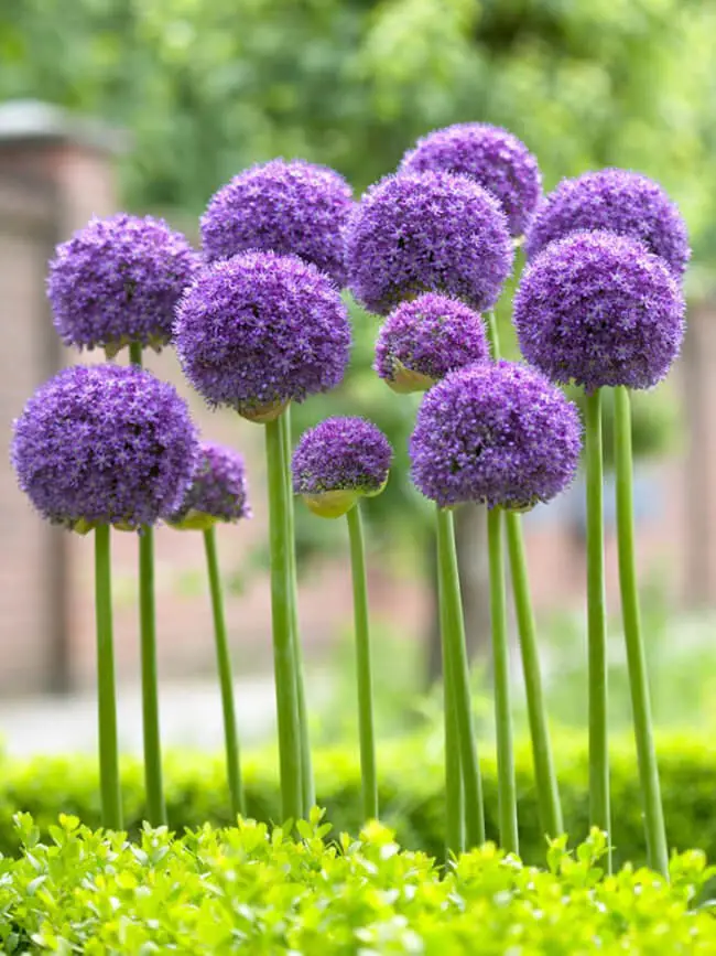 #3. Allium ‘Gladiator’