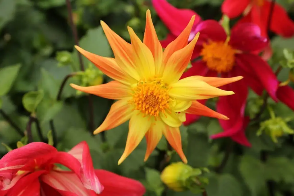 Cactus and Semi-Cactus Dahlias.