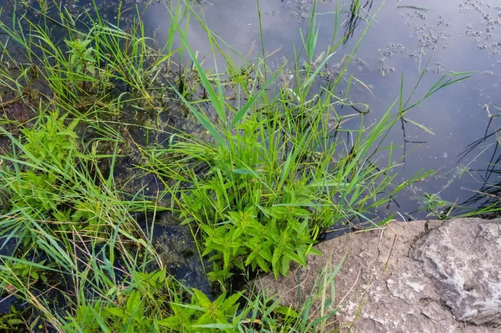 Watermint (Mentha aquatic)