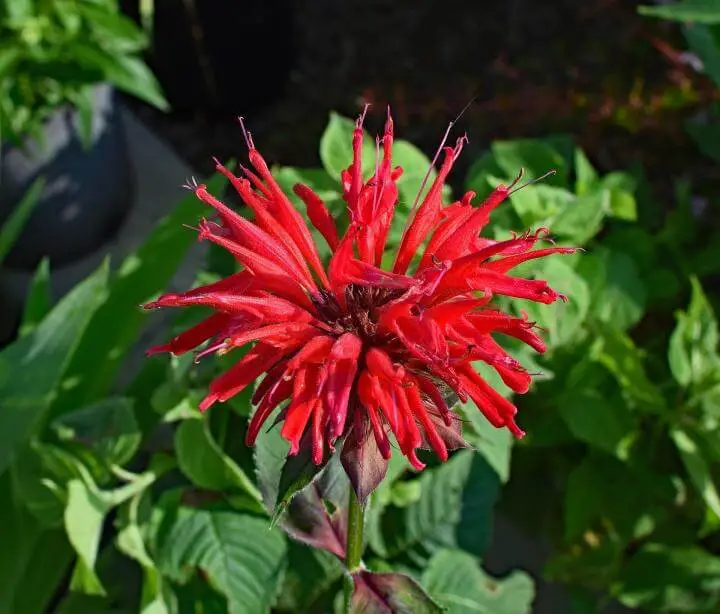 #9. bee balm (Monarda didyma)