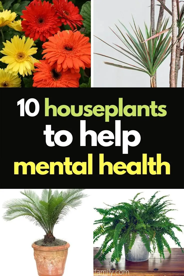 10 Best Houseplants For Depression