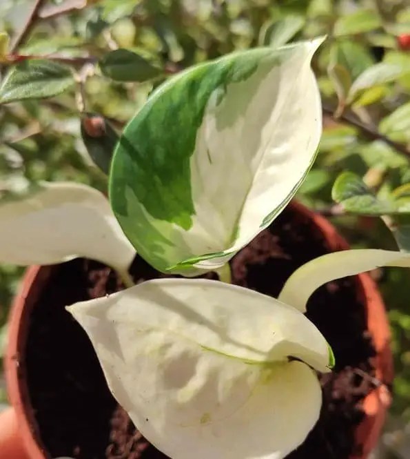 Harlequin Pothos (Epipremnum aureum ‘Harlequin’)