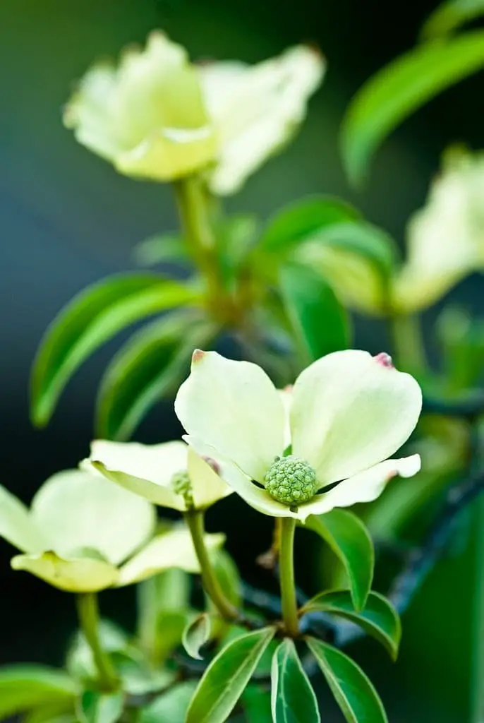 Himalayan dogwood (Cornus capitata)