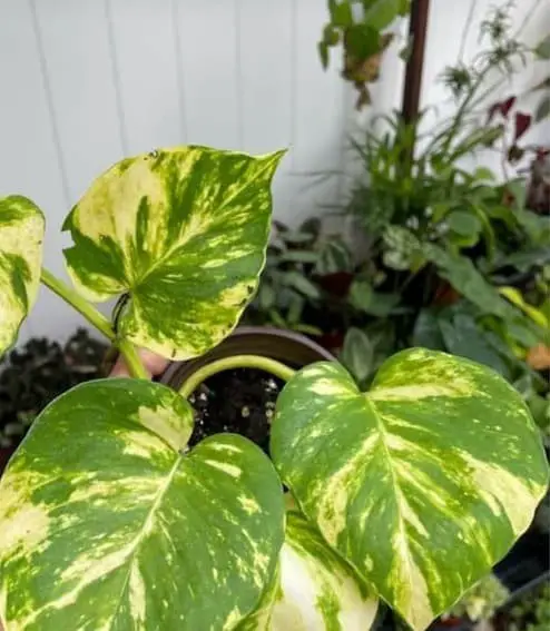 Hawaiian Pothos (Epipremnum Aureum ‘Hawaiian’)