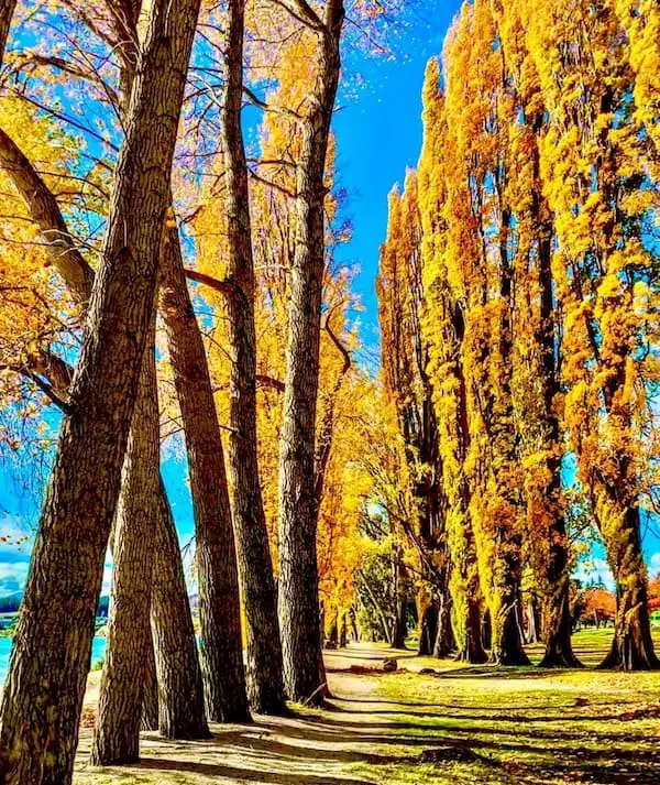 Balsam Poplar (Populus balsamifera)