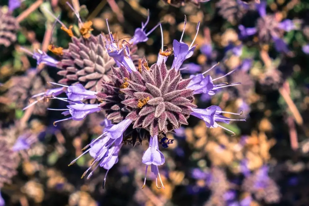 Cleveland Sage (Salvia clevelandii)