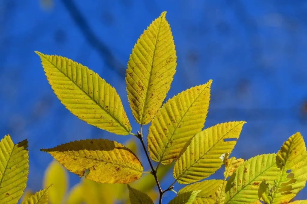 Hornbeam Maple (Acer carpinifolium)