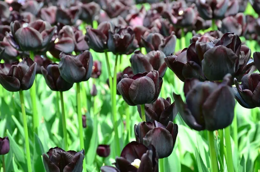 ‘Queen of the Night’ Tulips.