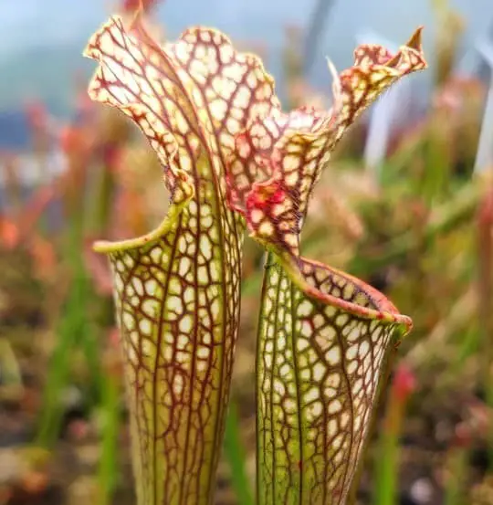 Bell’s Hybrid Pitcher Plant (Sarracenia x bellii)