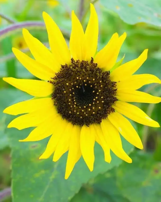 Pacino sunflower (Helianthus annuus ‘Pacino Cola’)