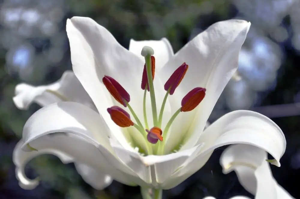 Casa Blanca Lilies